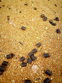 CarpGroundbait1kg-20