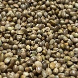 HempSeedsXL1kgbag-02